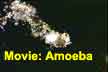 Movie (2 MB) real amoeboid movement, Right Click Menu for Download